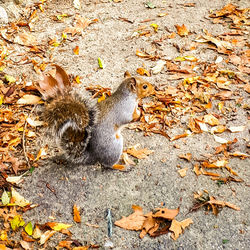 High angle view of squirrel on field during autumn