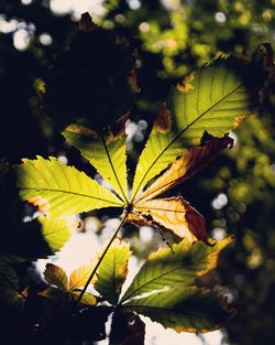 Close-up of maple leaves