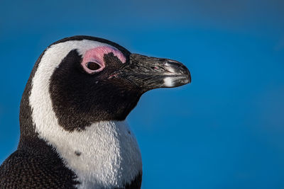 South african penguin close up against deep blue sky