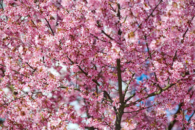 Low angle view of cherry blossom tree