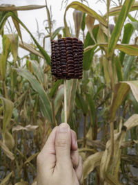 Cropped hand of person holding corn in skewer by plants