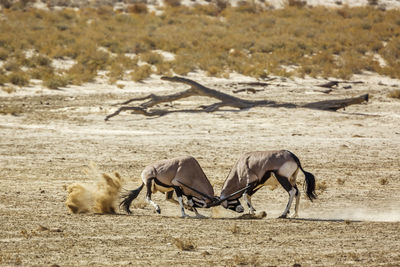 Horses on sand at beach