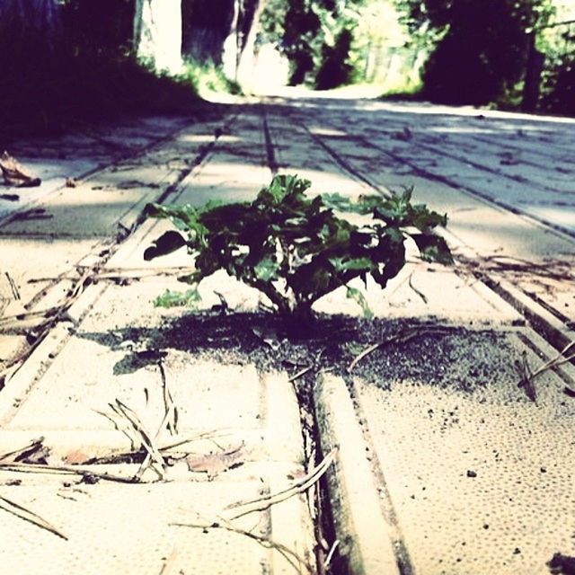 the way forward, transportation, tree, sunlight, shadow, road, street, diminishing perspective, footpath, outdoors, growth, day, vanishing point, plant, no people, sidewalk, nature, dirt road, high angle view, leaf