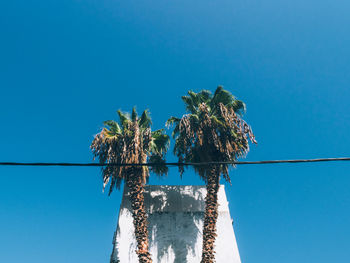 Low angle view of trees against blue sky