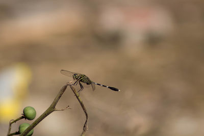 Close-up of dragonfly on plant