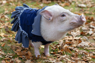 A white mini pig sits in a wicker basket. autumn photo