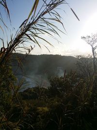 Plants growing on land against sky