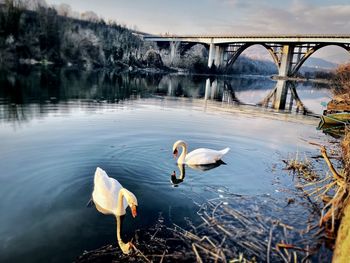 View of birds on bridge over lake