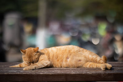 Side view of a cat sleeping