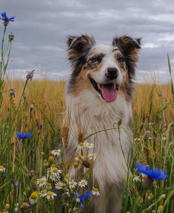 View of australian shepherd on field