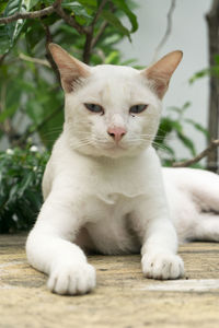 Close-up of a cat