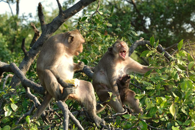 Monkey sitting on tree in forest