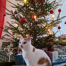 Cat in a christmas tree