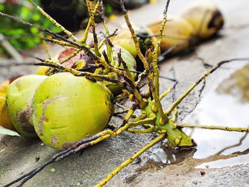 Close-up of fruit growing on plant