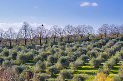 High angle view of trees growing on field against sky