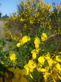 Close-up of yellow flowers blooming in field