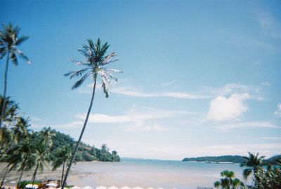 Palm trees on beach against sky