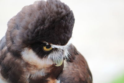 Close-up portrait of owl