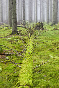 Plants and trees in forest