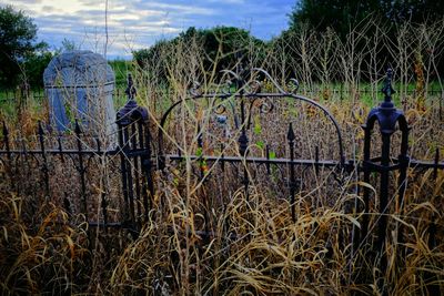 Plants growing on field