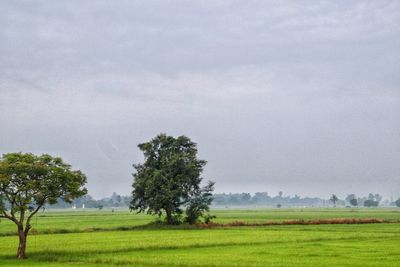 Scenic view of agricultural field against sky