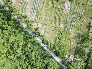 High angle view of agricultural field