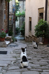 Cat on stone wall