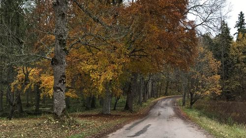 Road amidst trees in forest during autumn