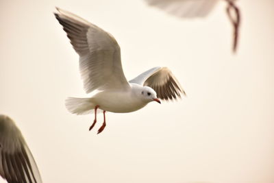 Close-up of seagull flying