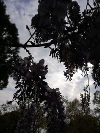 Low angle view of flowering tree against sky