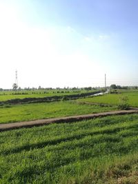 Scenic view of agricultural field against clear sky