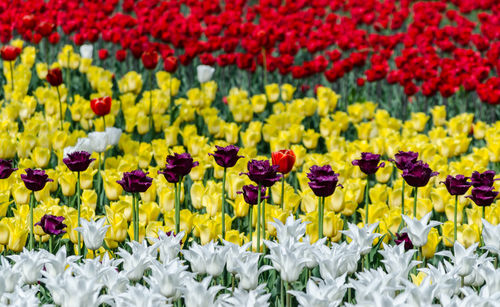 Full frame shot of multi colored tulips