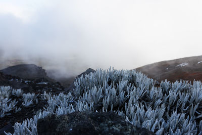 Snow and ice on cotopaxi volcano, ecuador