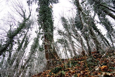 Low angle view of trees in forest during winter