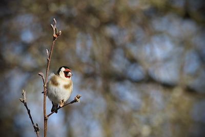 Goldfinch  perching on a tree