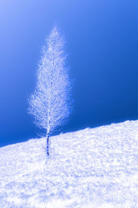 Frozen plant on snowy field against blue sky