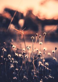 Close-up of flowering plants on field during sunset