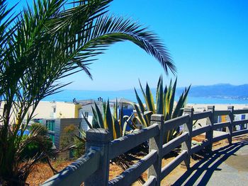 Palm trees against blue sky