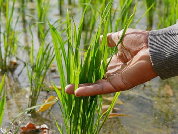 Old hard-working farmer's hand touching leaves of rice trees - beautiful outcome from his hard work