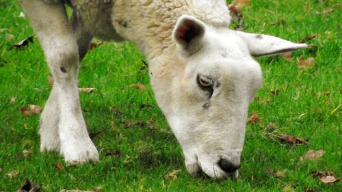 Close-up of sheep on field