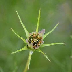 Close-up of flower on plant