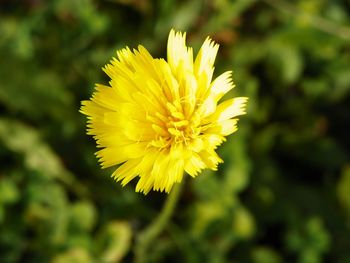 Close-up of yellow flower