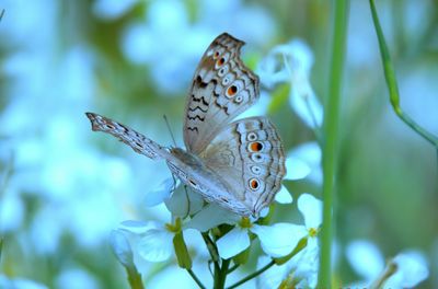 Close-up of butterfly on plant