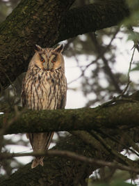 Low angle view of owl perching on tree