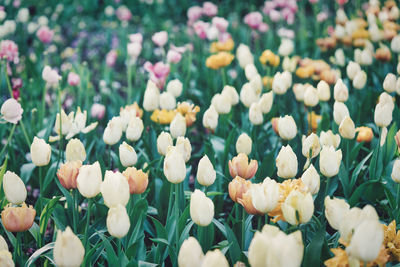 Close-up of white flowering plants