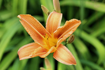 Close-up of day lily blooming outdoors