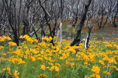 Yellow flowers growing on tree