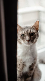 Close-up portrait of cat