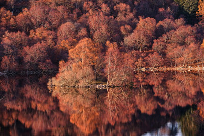 Scenic view of lake in forest during autumn