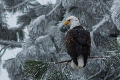 Close-up of bald eagle perching on tree during winter